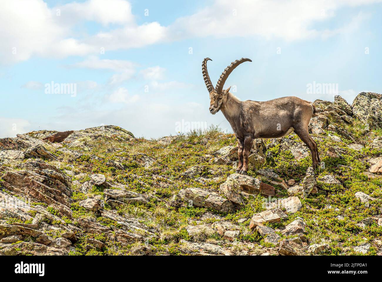 Single male Alpine Ibex at the Swiss Alps, Grisons, Switzerland Stock Photo