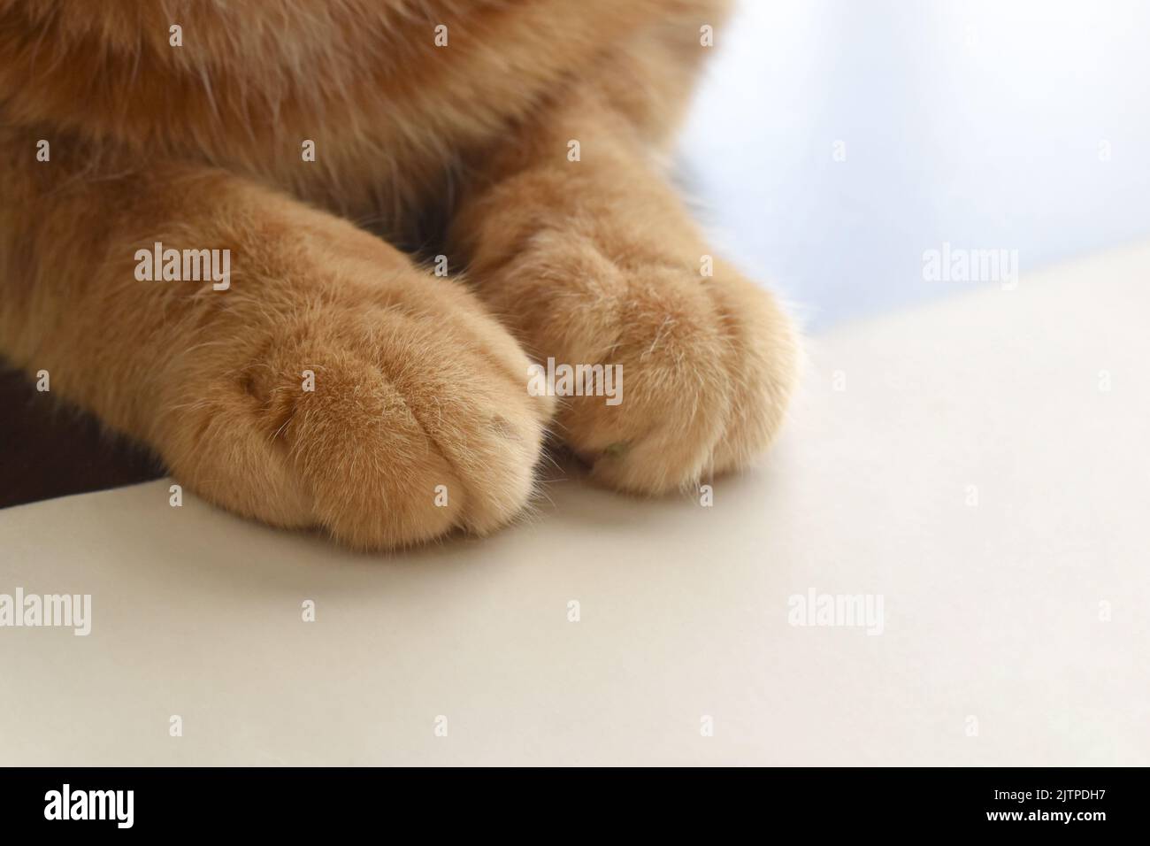 Ginger cat sitting on white paper. Cat paw on a piece of paper Stock Photo Alamy