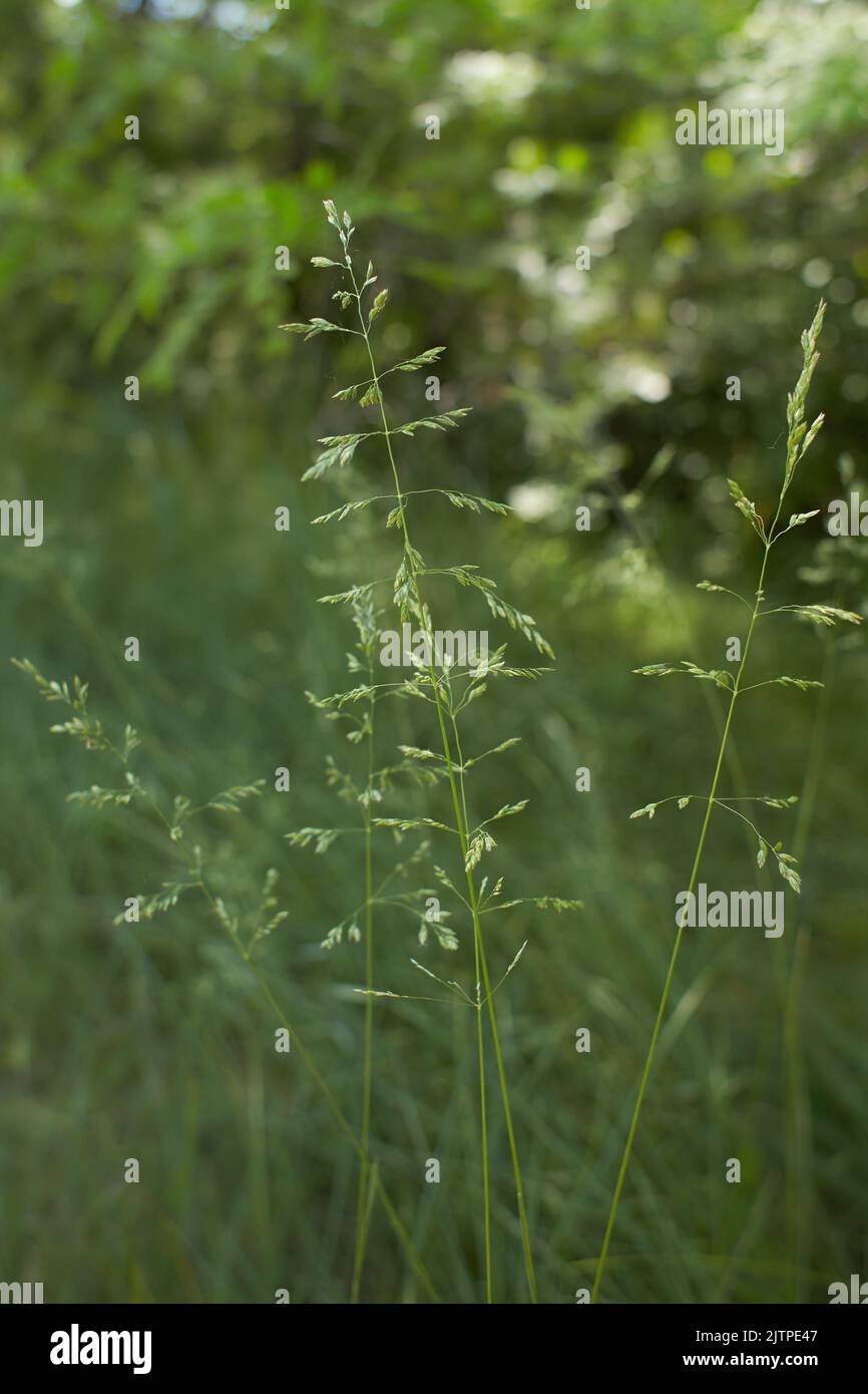 The meadow grass tall fescue (Festuca partensis) in spring. The