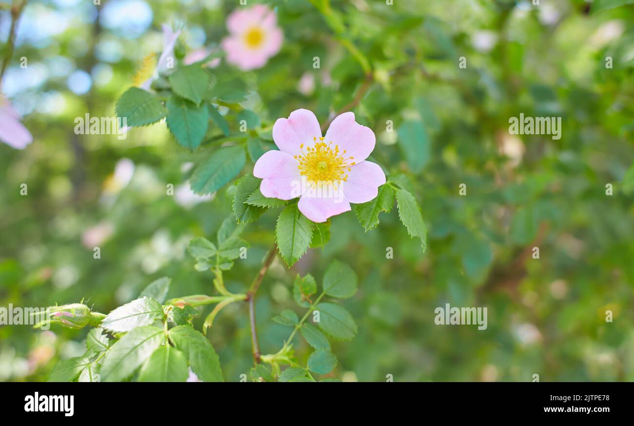 Wild pink rose hip in the forest Stock Photo