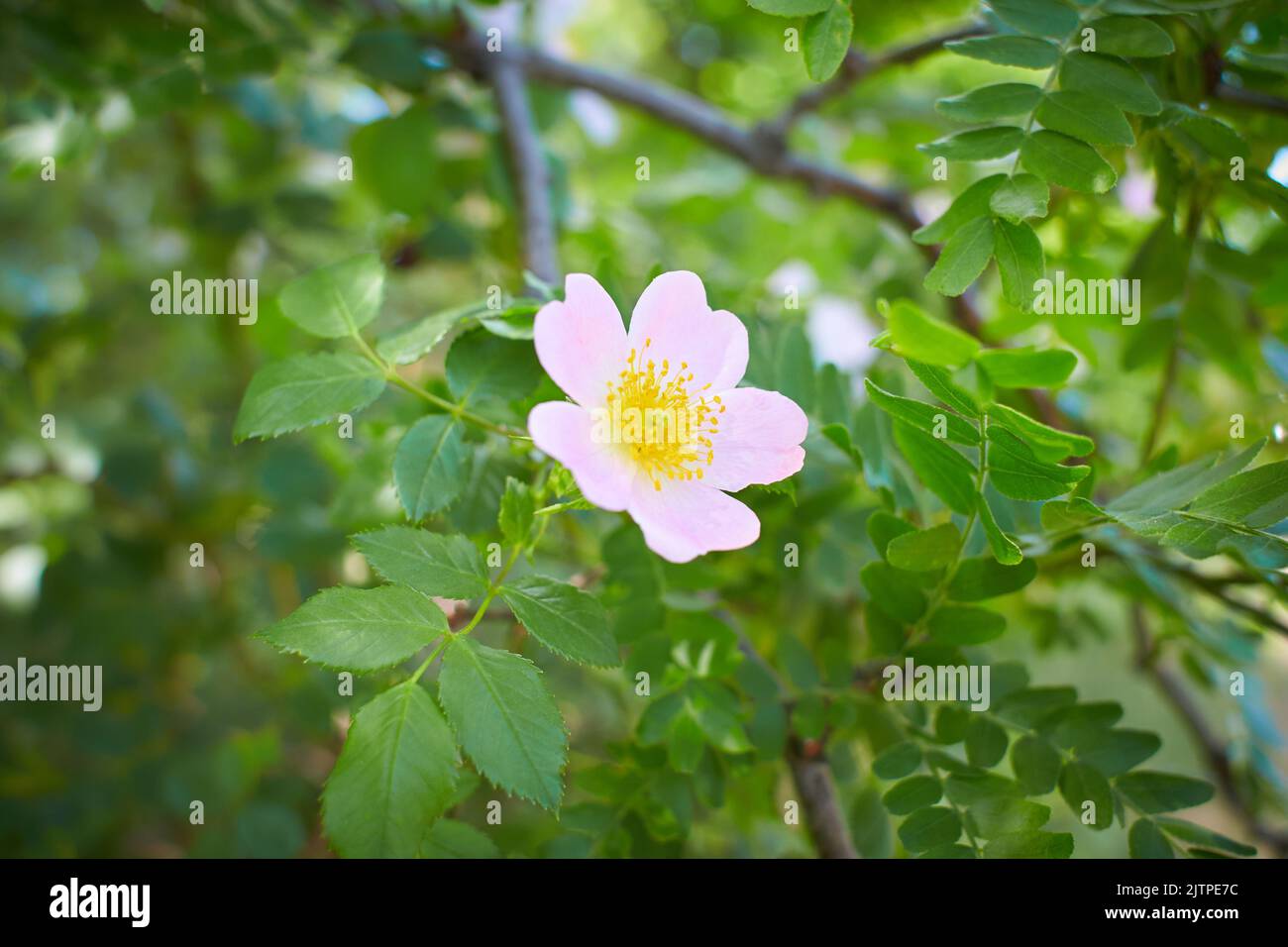 Wild pink rose hip in the forest Stock Photo