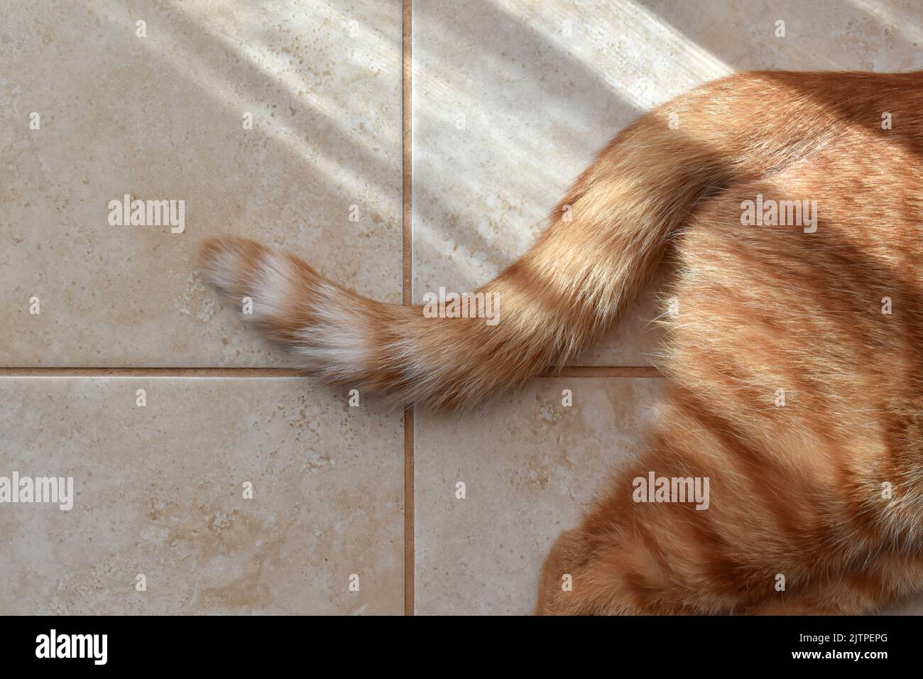 Ginger cat tail on the floor. Happy tabby cat laying on the floor at