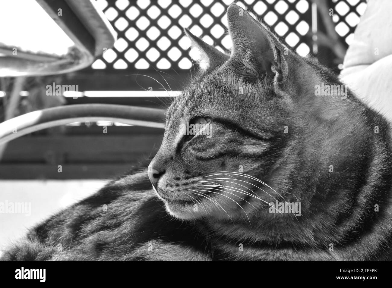 Cat sitting on a chair. Black and white photo of tabby cat Stock Photo ...