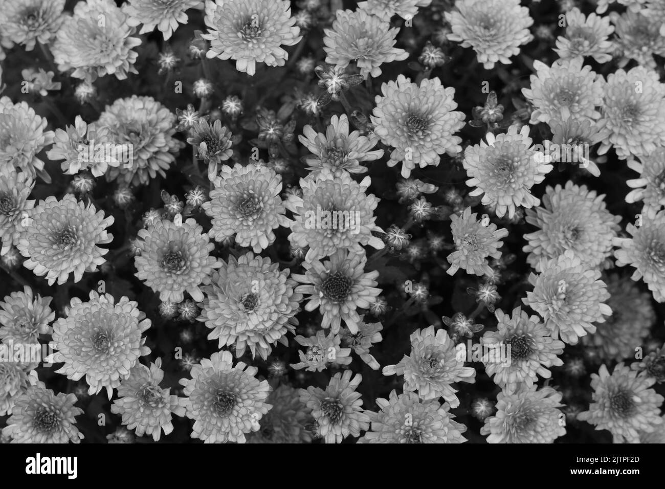 Charming white flowers bloom Black and White Stock Photos & Images - Alamy