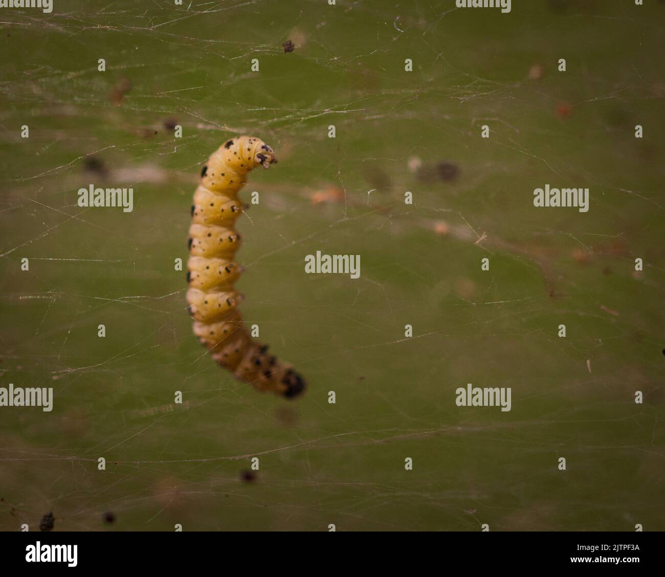 A closeup of a yellow caterpillar with black dots entangled in web