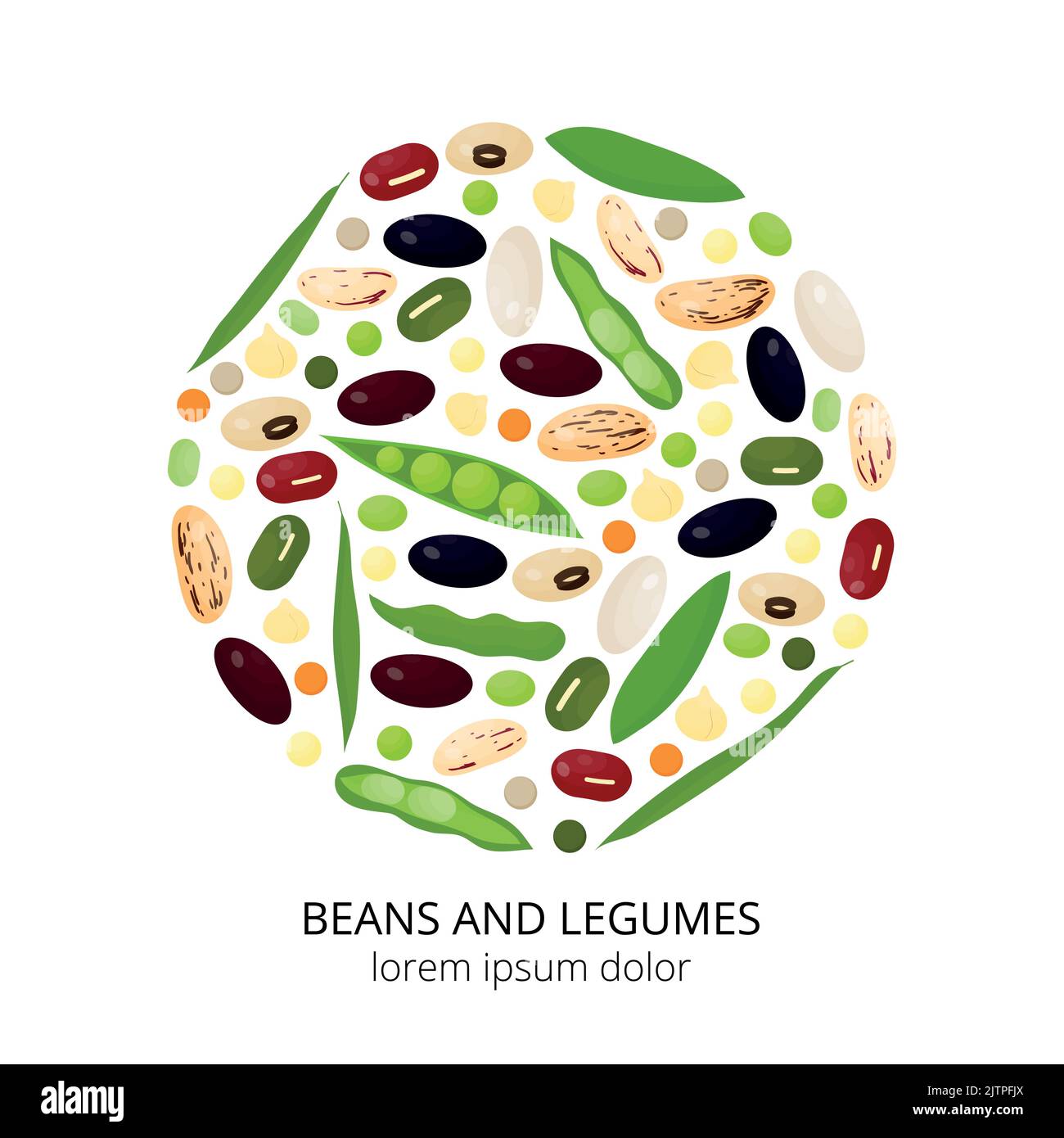 Lima beans Stock Vector Images Alamy