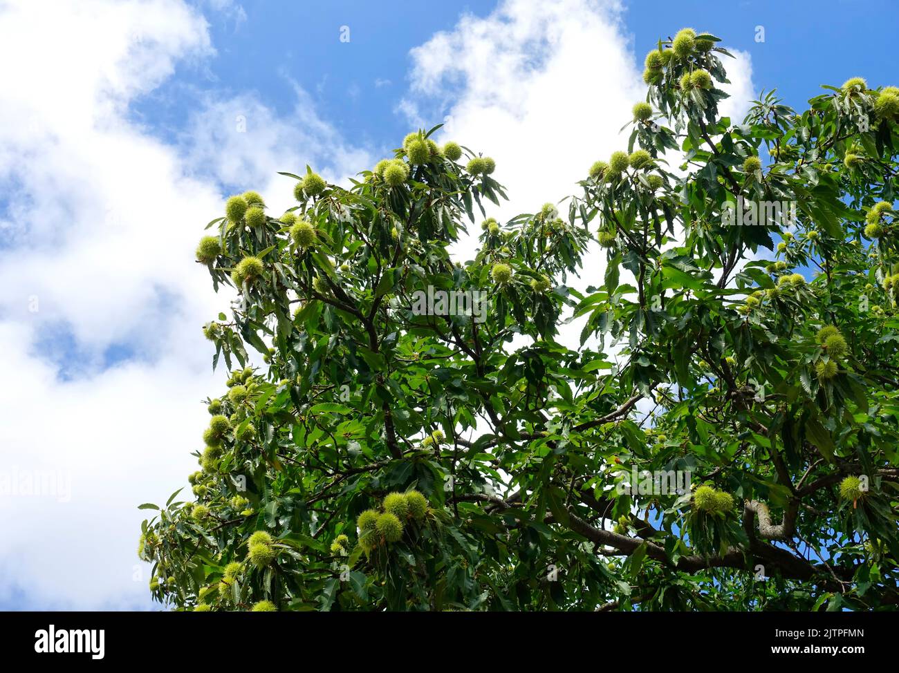Castanea sativa, the sweet chestnut, Spanish chestnut or just chestnut Stock Photo