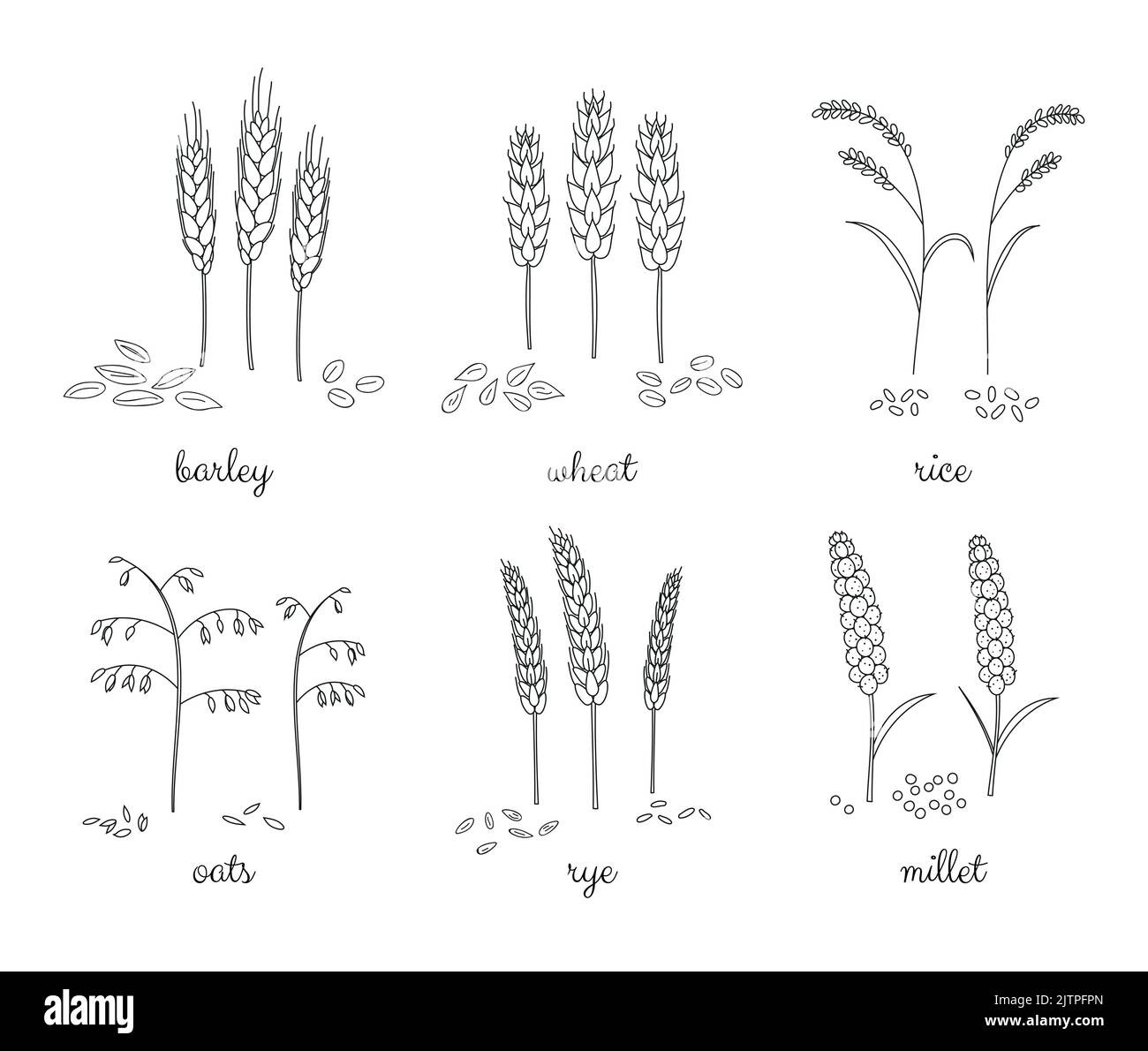 Hand drawn outline cereals and grains isolated on white background ...
