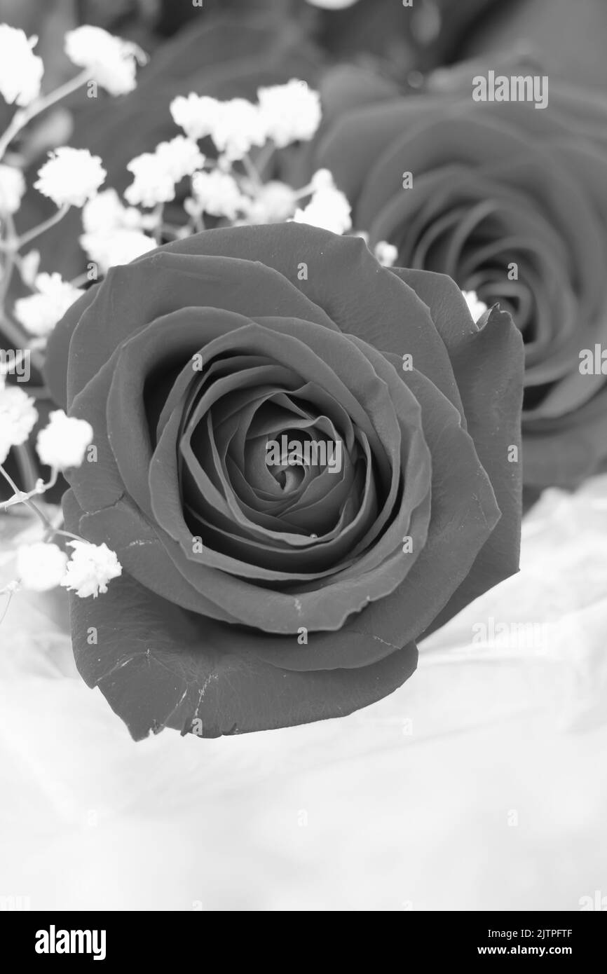 Beautiful fresh roses in full bloom in a black and white monochrome