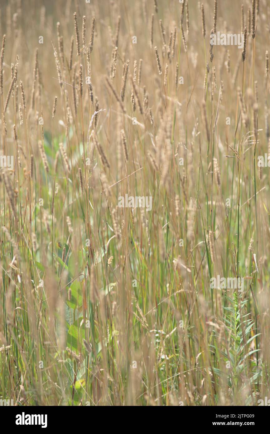 A vertical shot of dry Phalaris grass in the meadow. Stock Photo