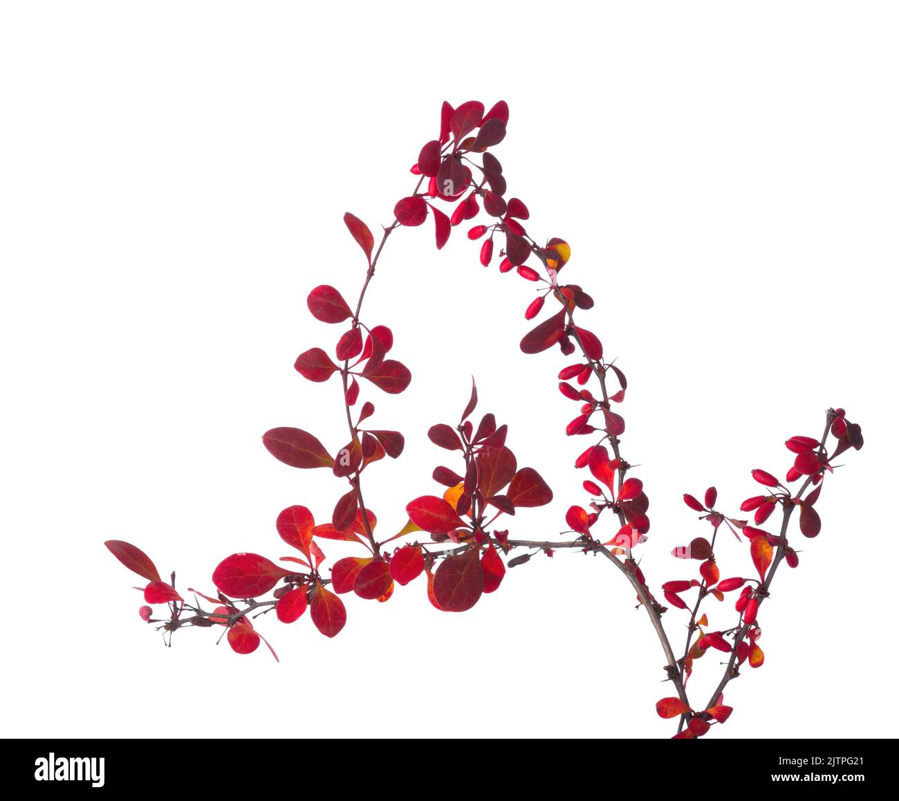 Quaint twig of Berberis Thunbergii (Red Barberry)  with  autumn leaves and red berries  isolated on white  background. Selective focus. Stock Photo