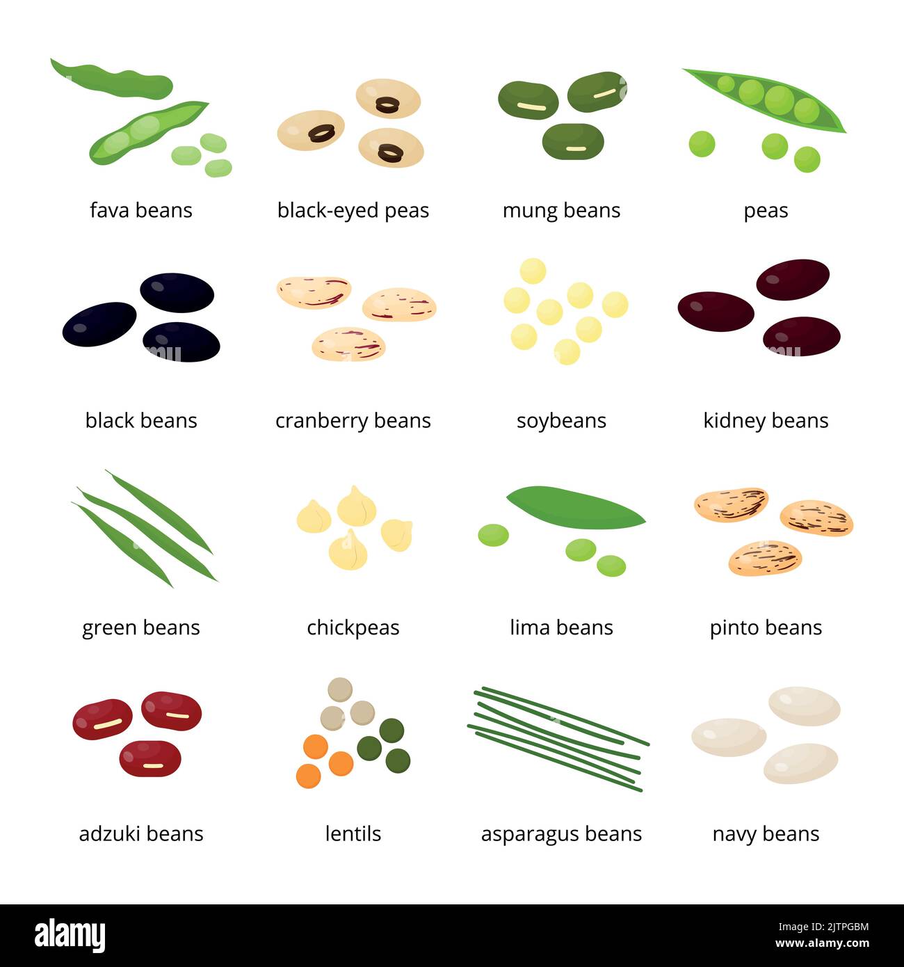 Lima beans Stock Vector Images Alamy