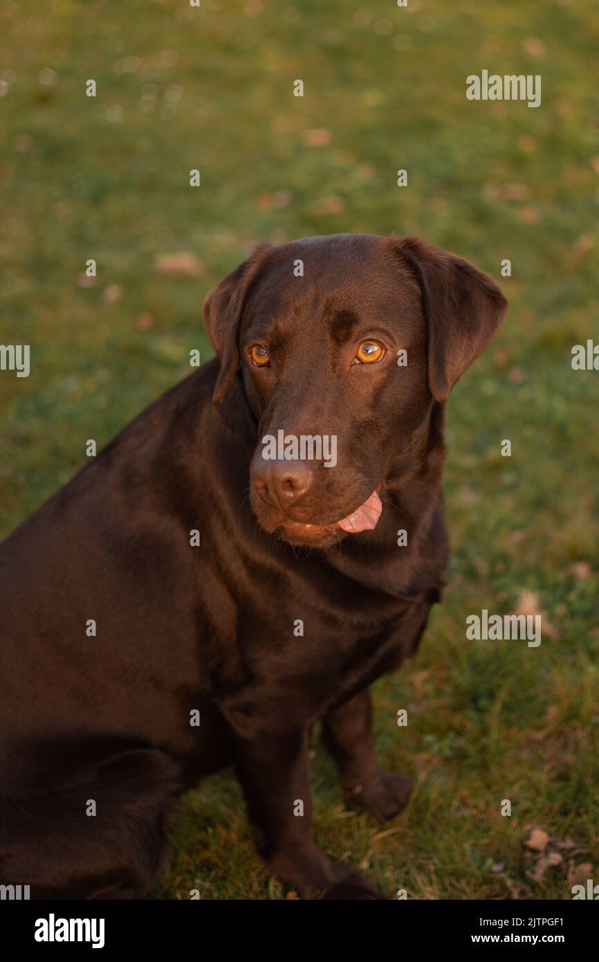 1 year old Chocolate Labrador with her tongue out Stock Photo Alamy
