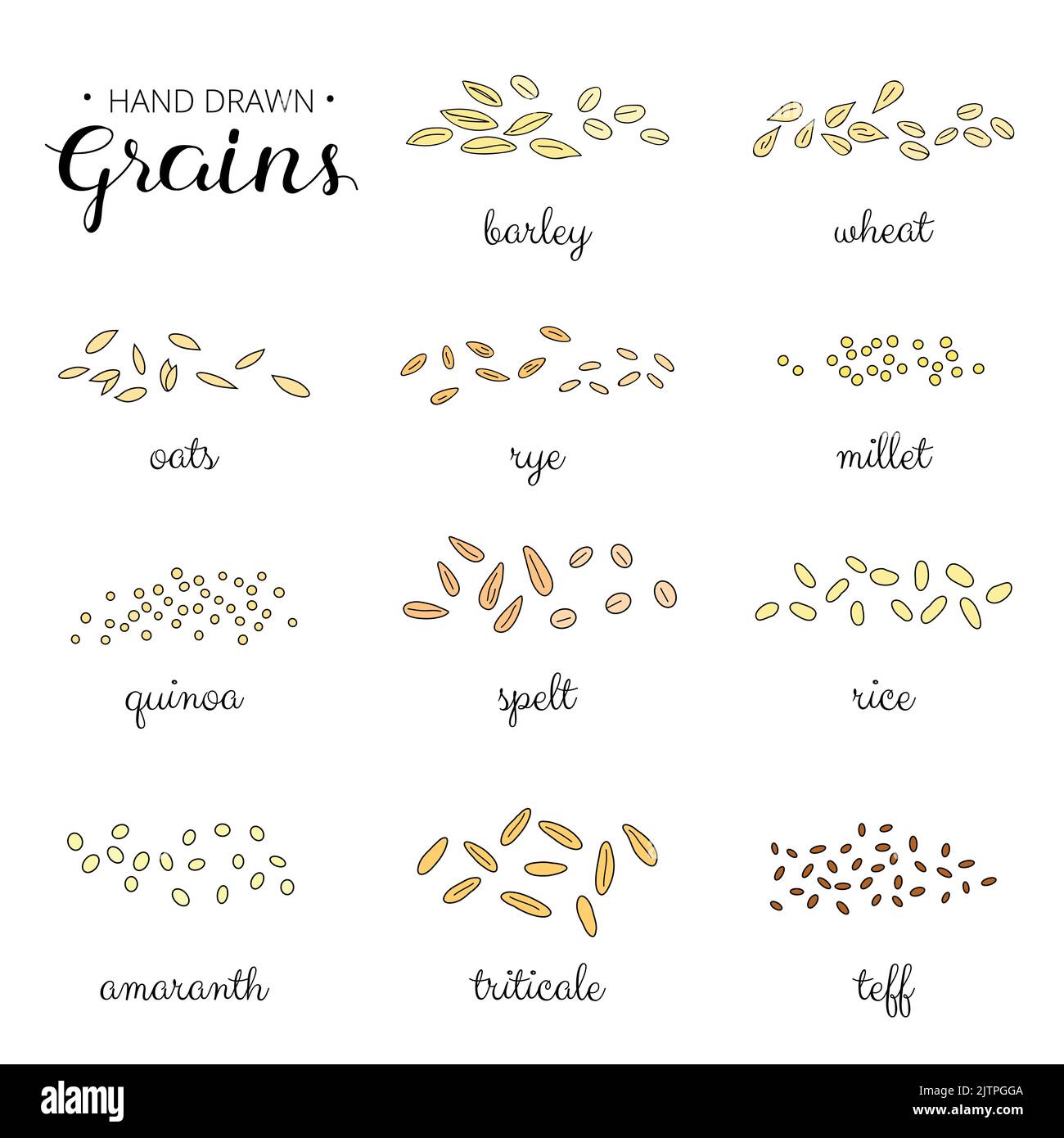 Hand drawn cereal grains with names isolated on white background Stock