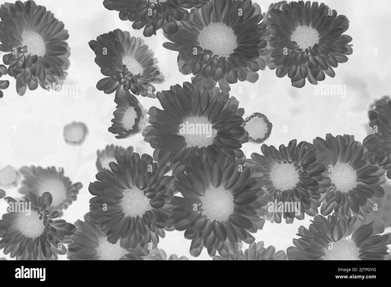 Beautiful top view of many sunflowers growing in the fields in a black ...