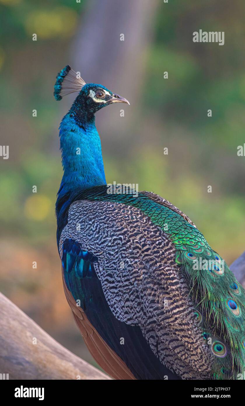 bird on a branch; Peacock on a branch with wings spread; Peacock calling; calling peacock; rooster; cockrel; peacock looking sideways Stock Photo
