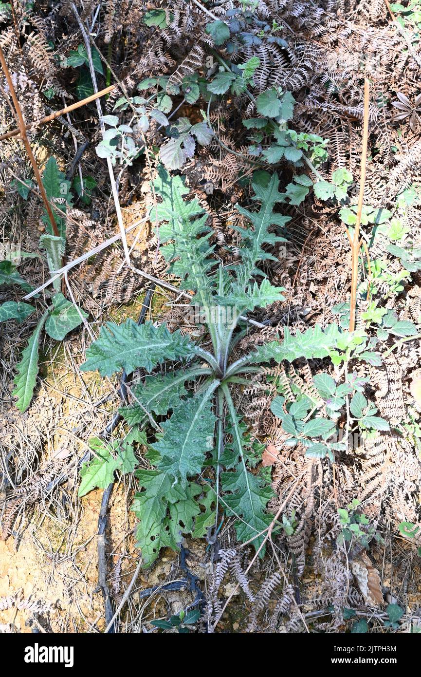 Cirsium vulgare, the spear thistle, bull thistle, or common thistle, is