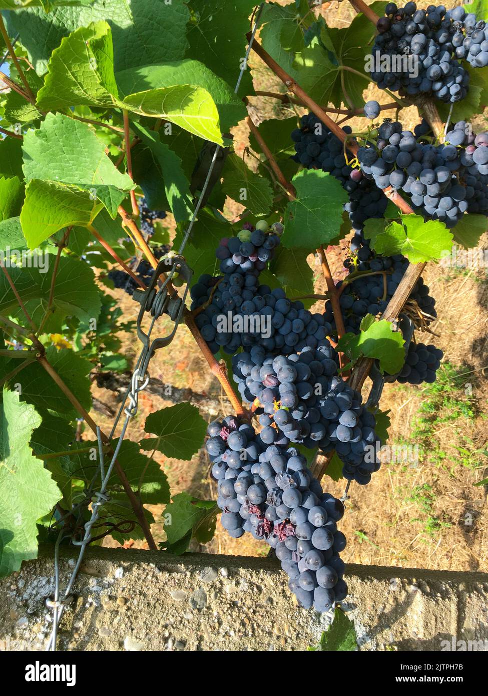 Blaue trauben herbst hi-res stock photography and images - Alamy