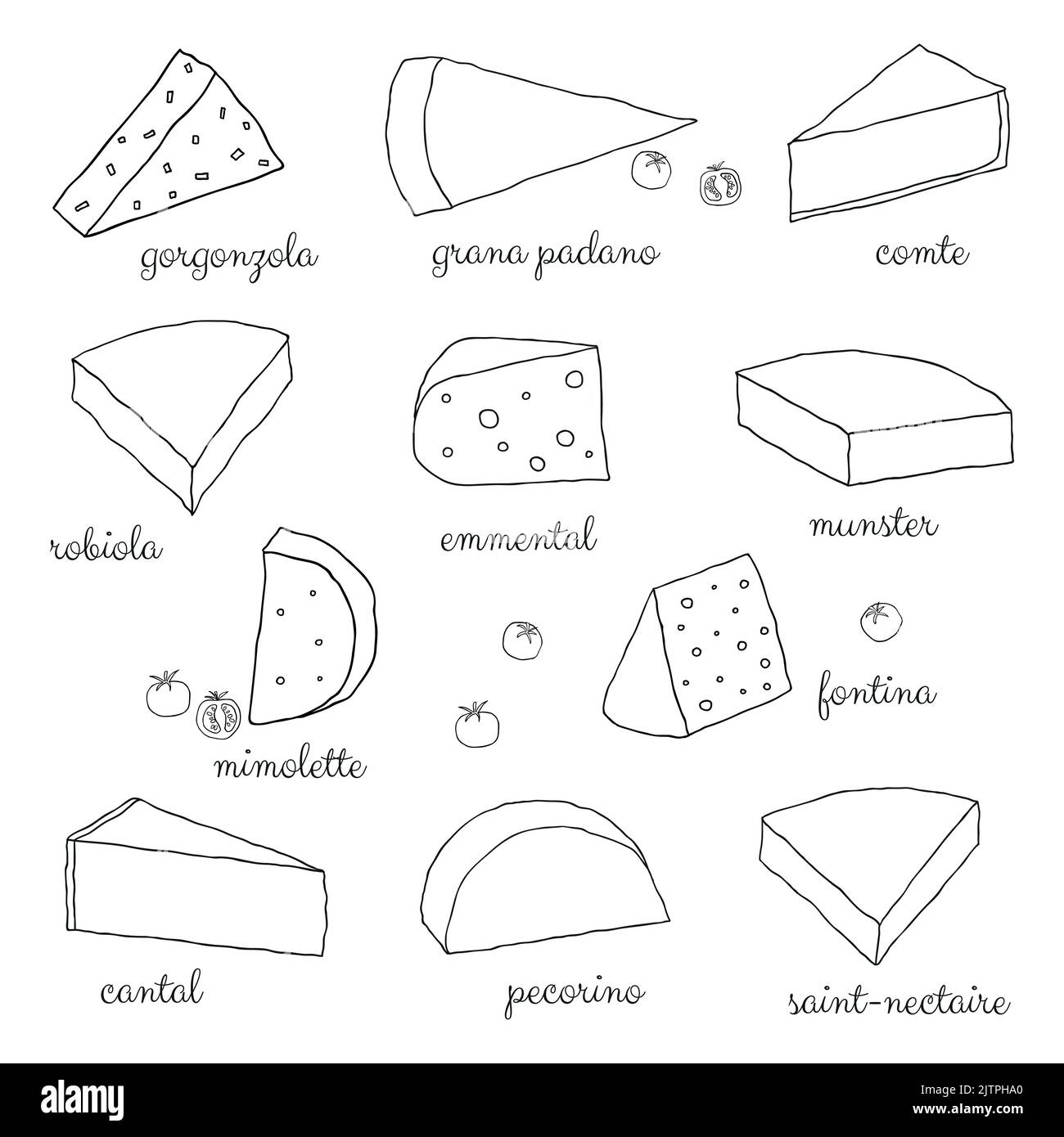 Hand drawn outlined cheese isolated on white background Stock Vector ...