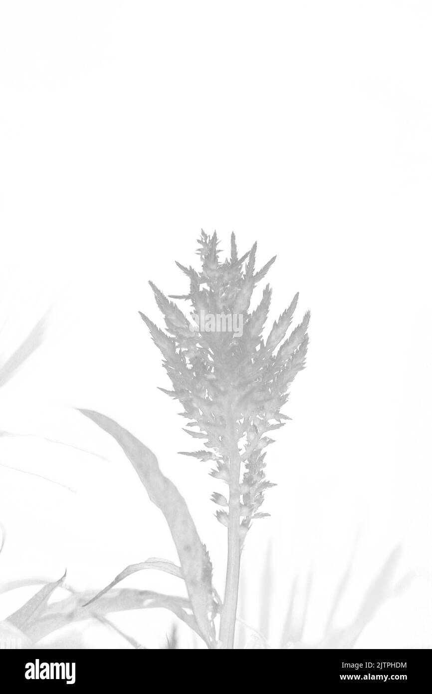 Full of blooms Black and White Stock Photos & Images - Alamy