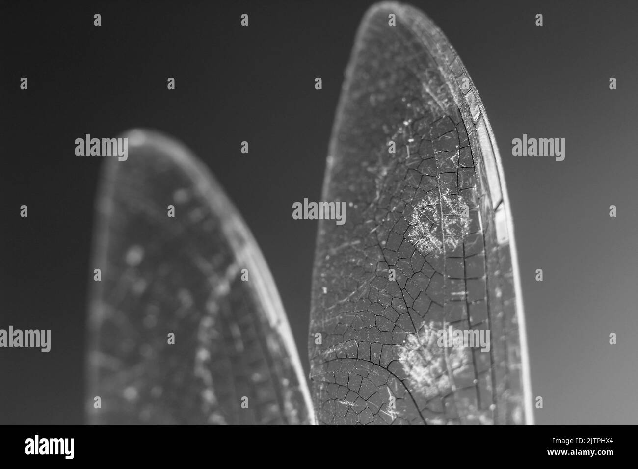 Beautiful Macro photography of Dragonfly wings on black background Stock Photo