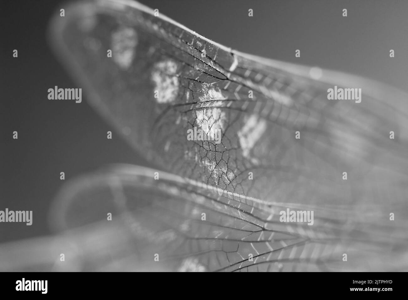 Beautiful Macro photography of Dragonfly wings on black background Stock Photo