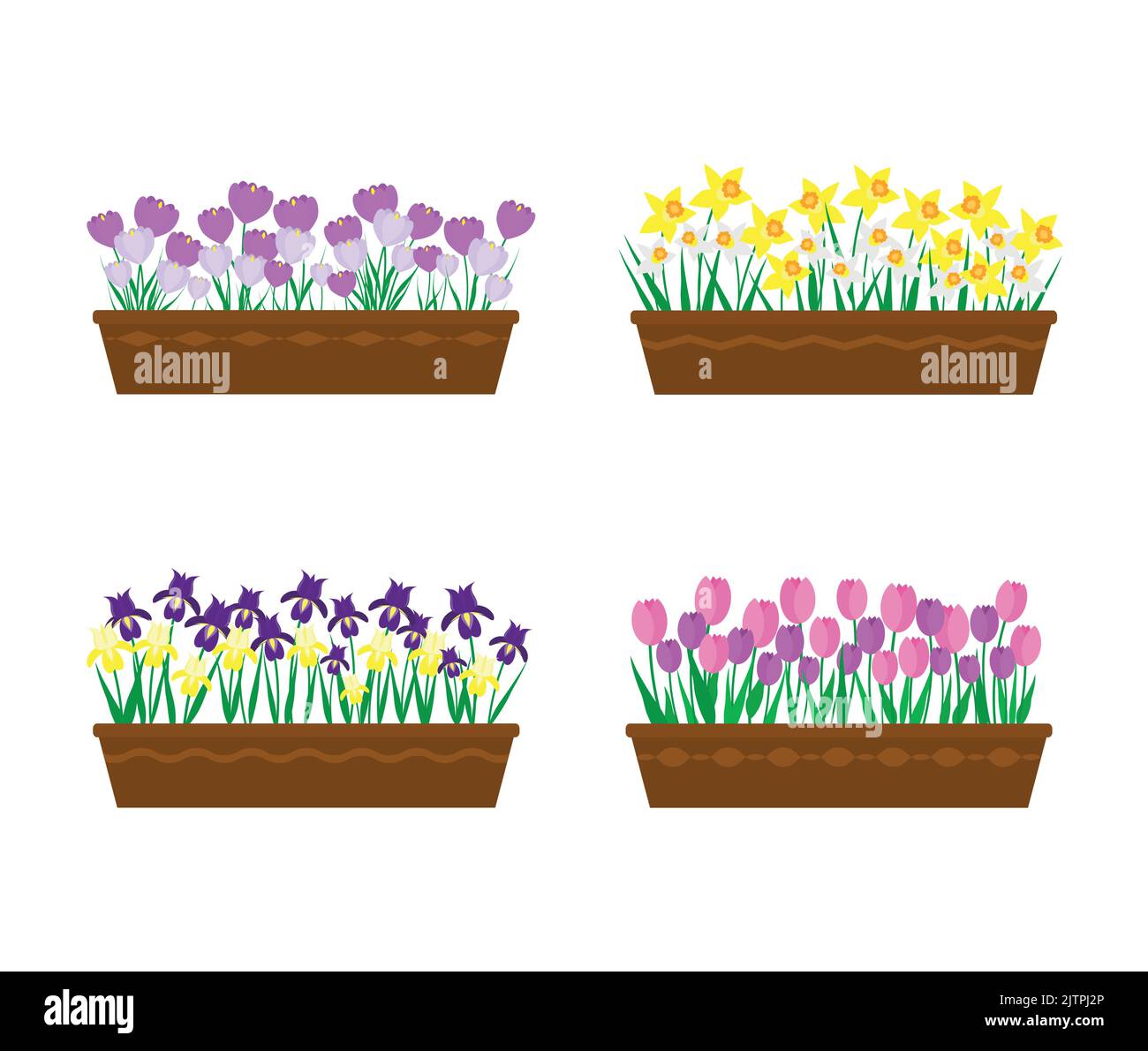 Narcissus in containers stock vector images alamy