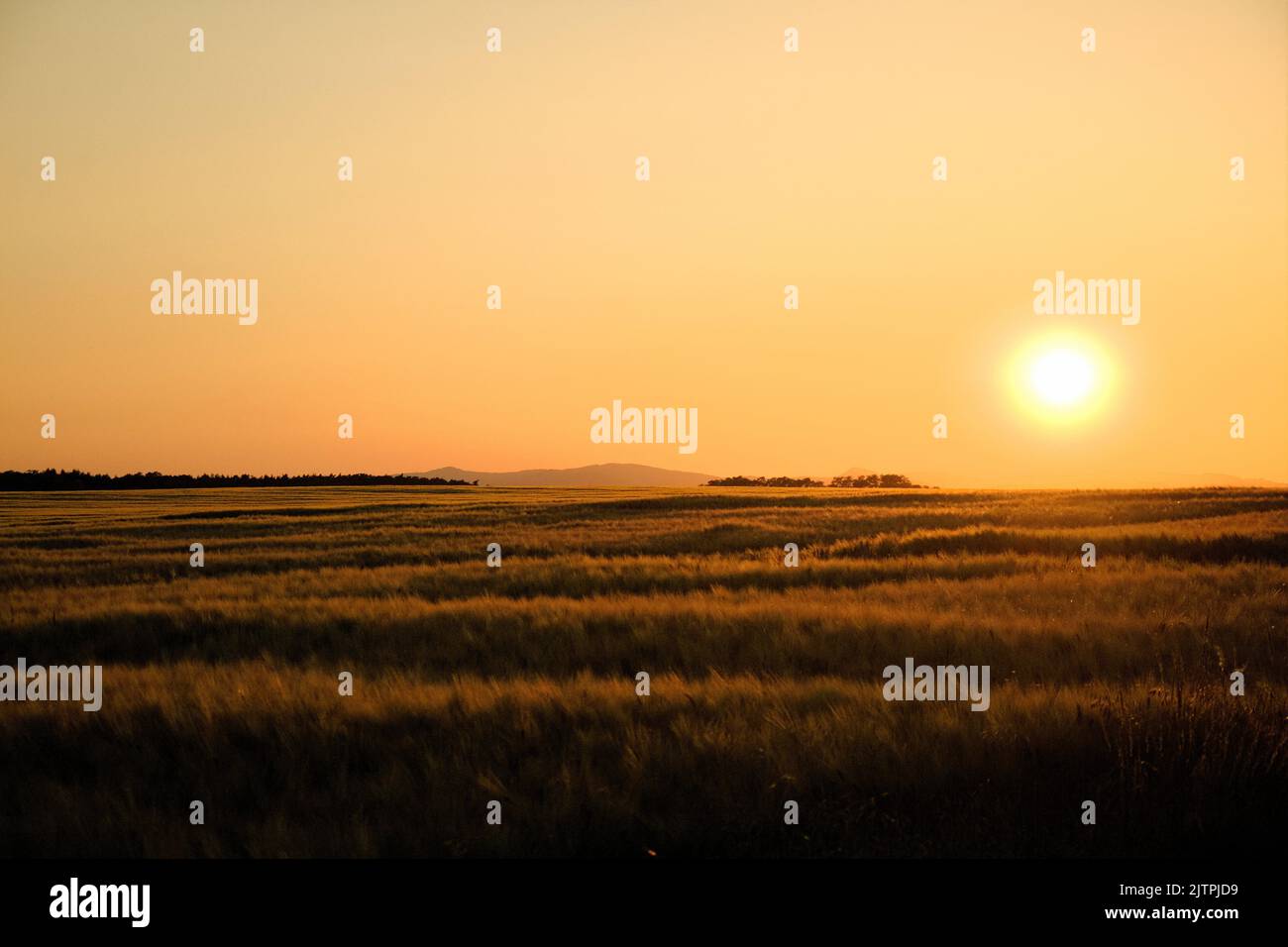 Beautiful sunset in wheat hi-res stock photography and images - Alamy