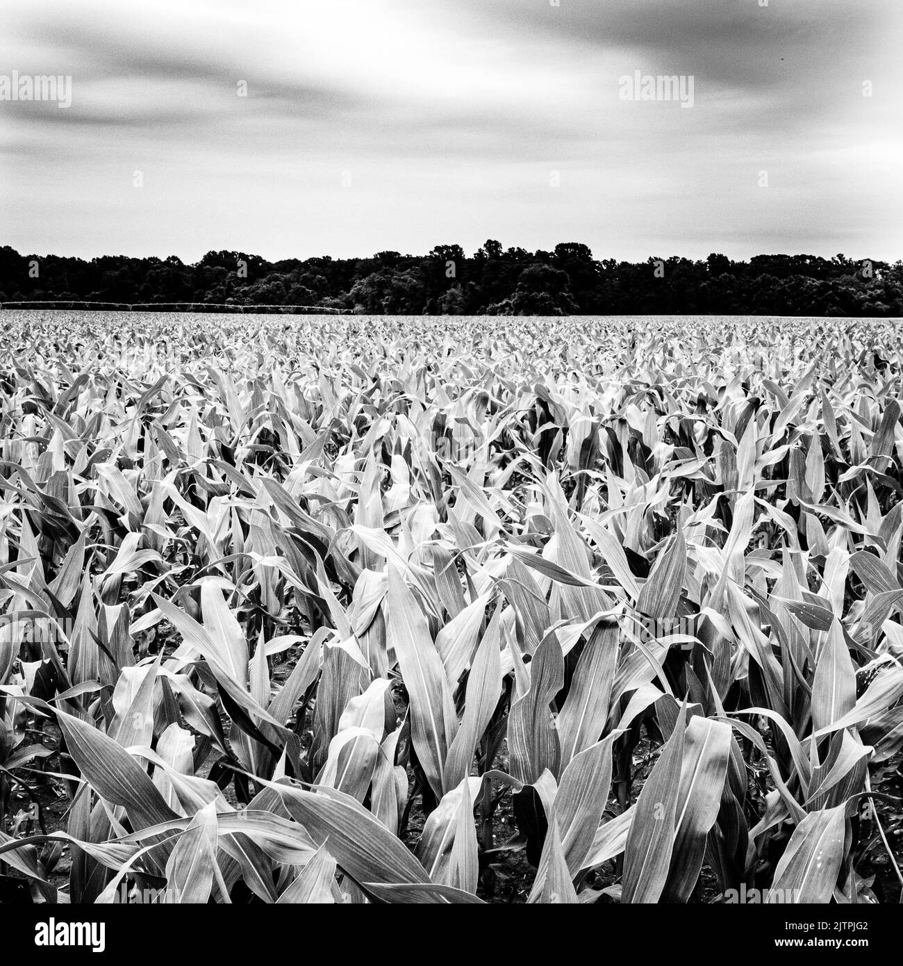 A greyscale shot of a corn field Stock Photo Alamy