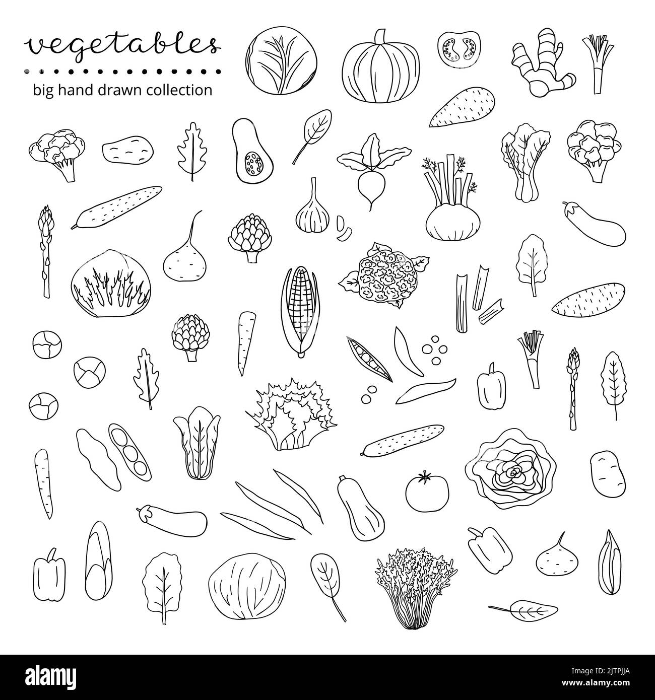 Big collection of hand drawn outline vegetables and leafy greens isolated on white background. Stock Vector