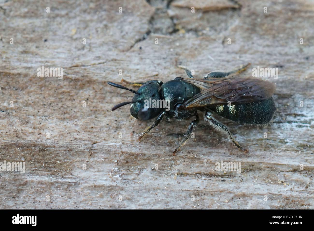 Detailed full body closeup on a small green metallic carpenter bee, Ceratina cyanea Stock Photo