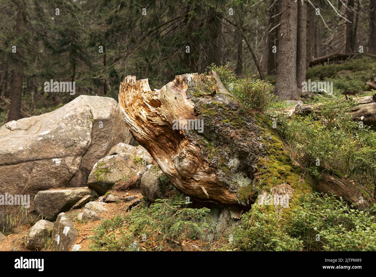 Dried tree hi-res stock photography and images - Alamy