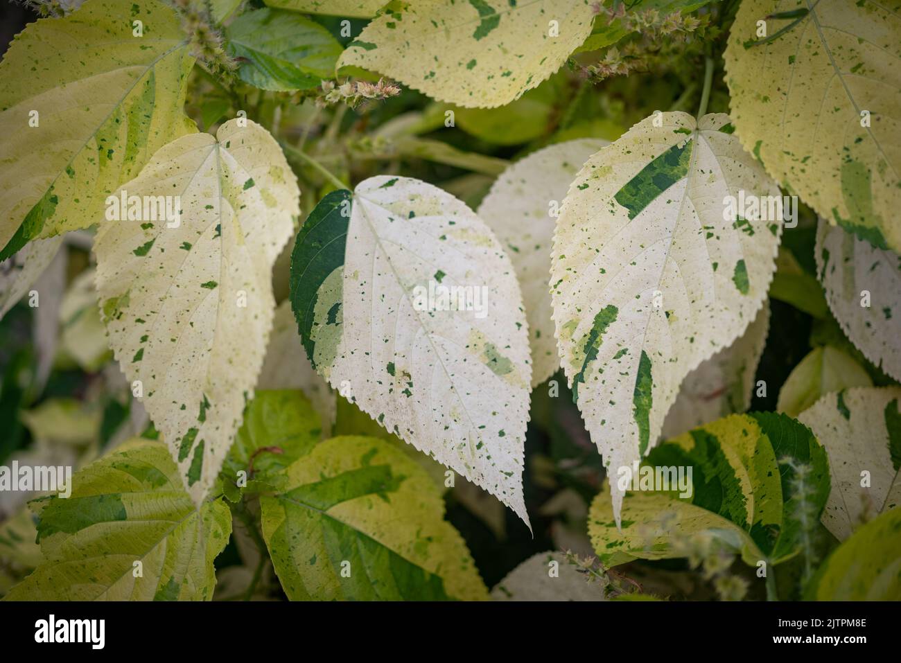 Leaves background of white and green variety of Copper Leaf named Java