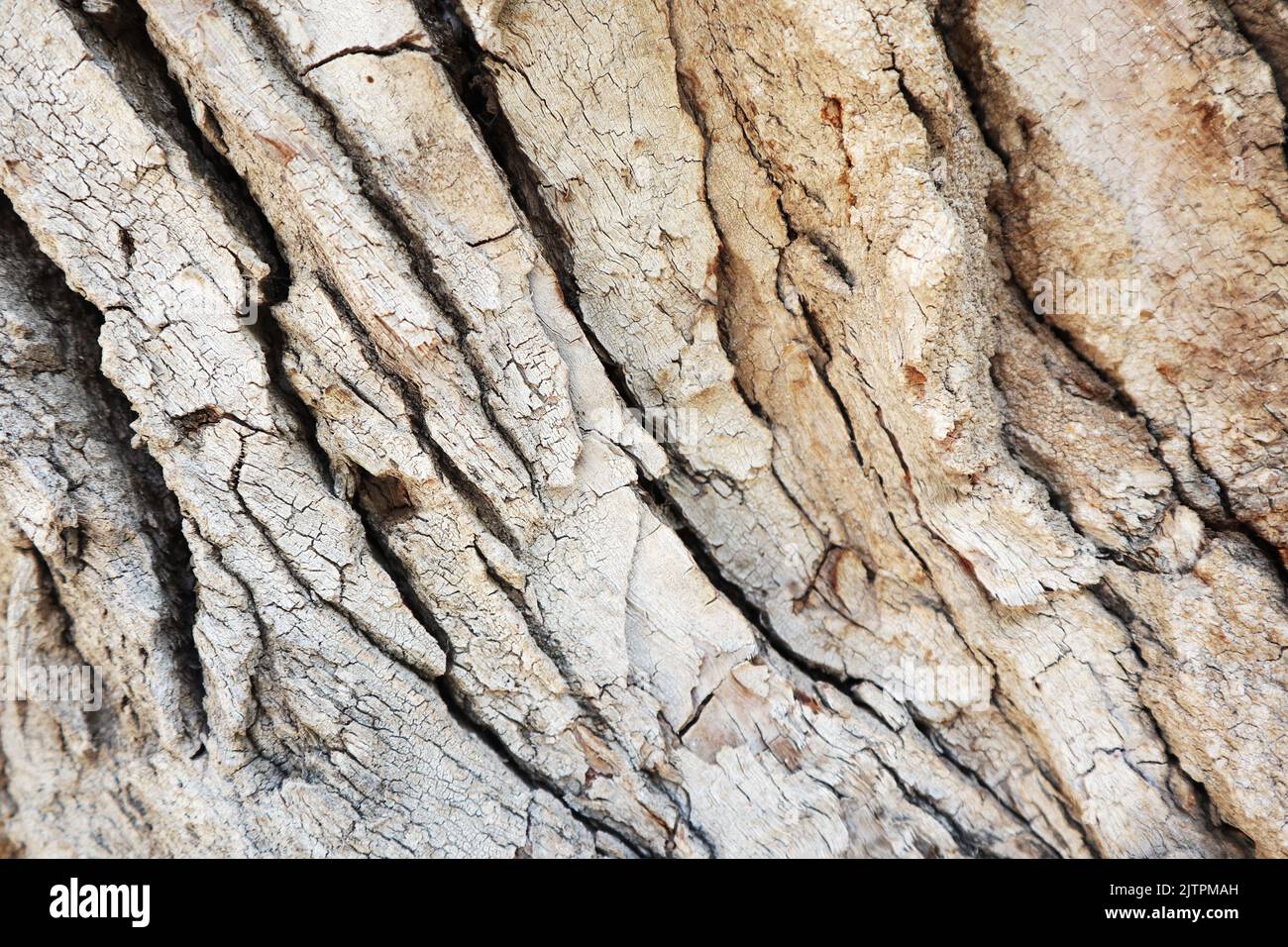 tree bark.wood texture close-up. very embossed bark Stock Photo