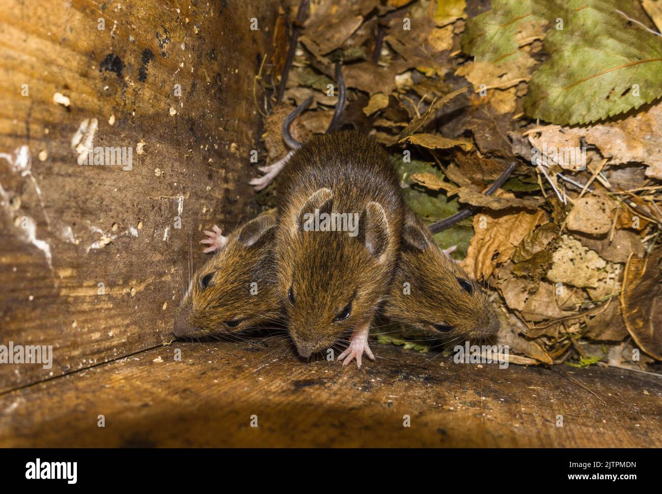Mouse nest box hires stock photography and images Alamy