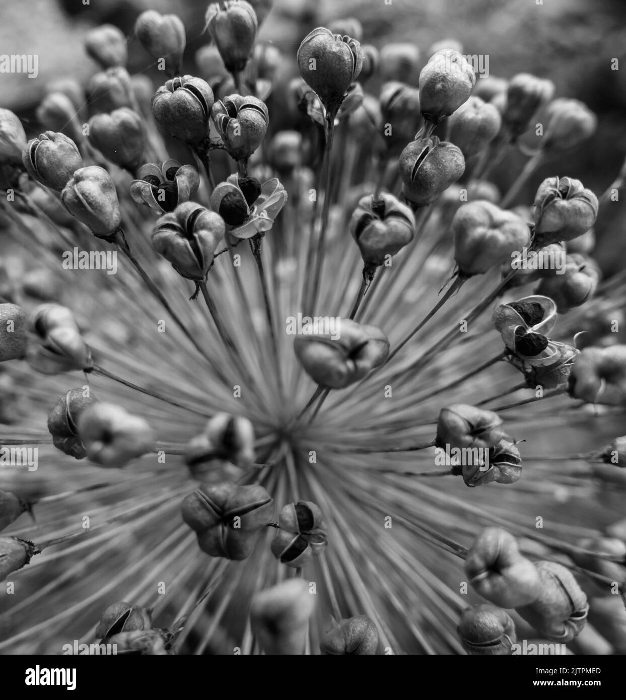 Dried Allium seed head  (allium giganteum) with seeds ready to drop. Herefordshire England UK. July 2021 Stock Photo