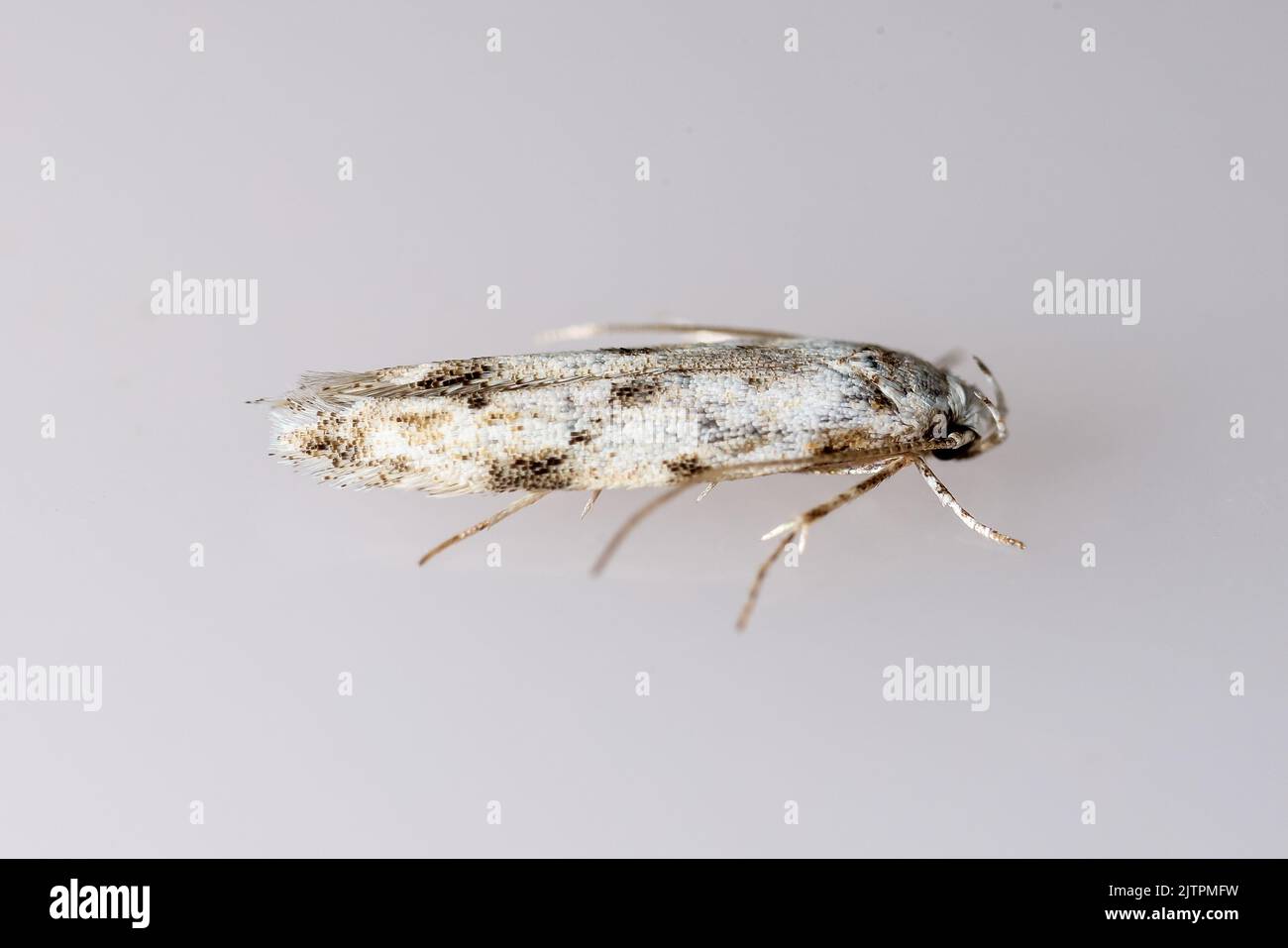 Black-dotted Groundling (Stenolechia gemmella) - Gelechiidae, Gelechiinae - adult moth on a neutral background - Suffolk, UK.  August 2022 Stock Photo
