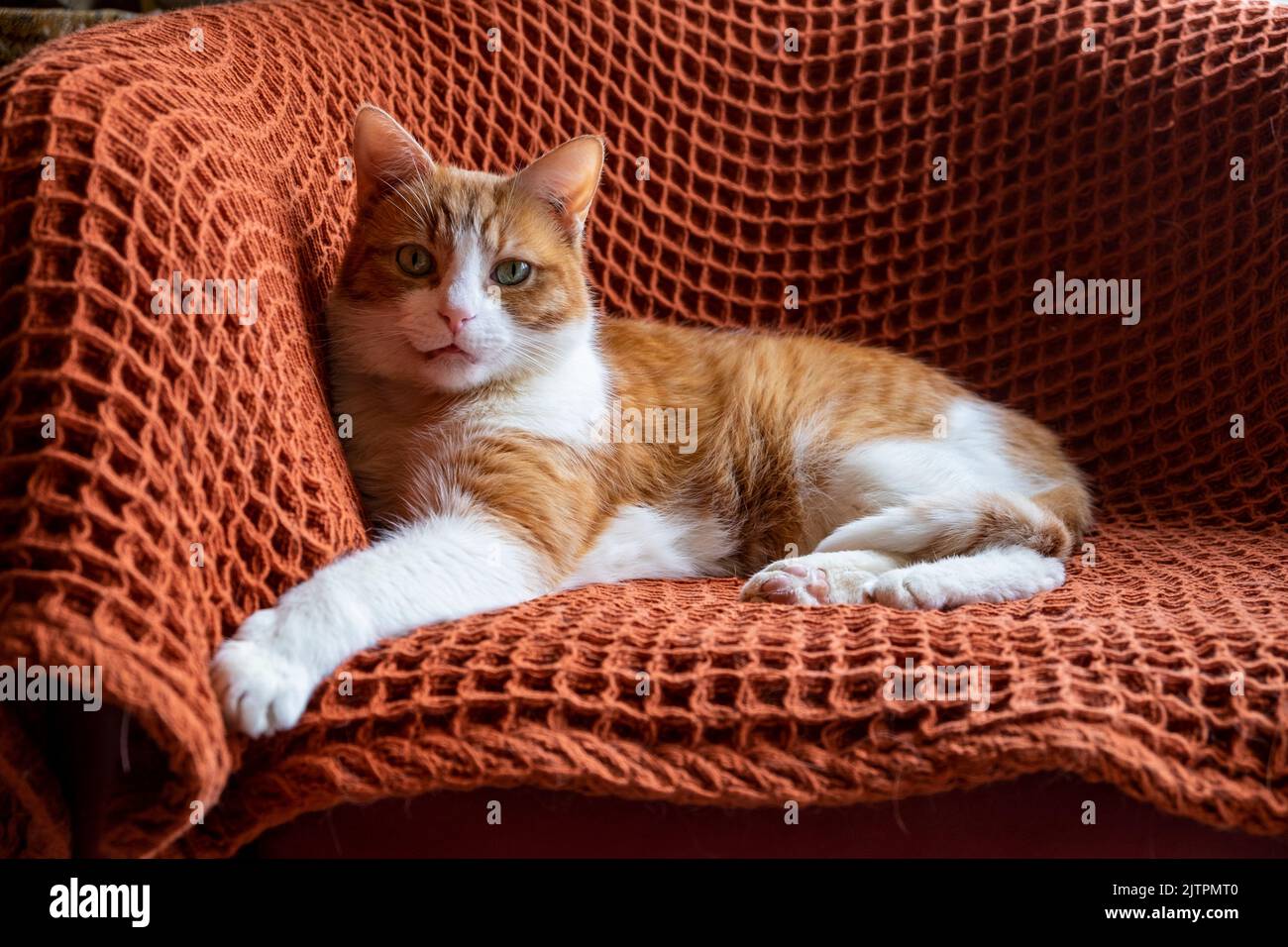Adopted ginger and white tom cat with green eyes sitting on orange rug on chair Stock Photo