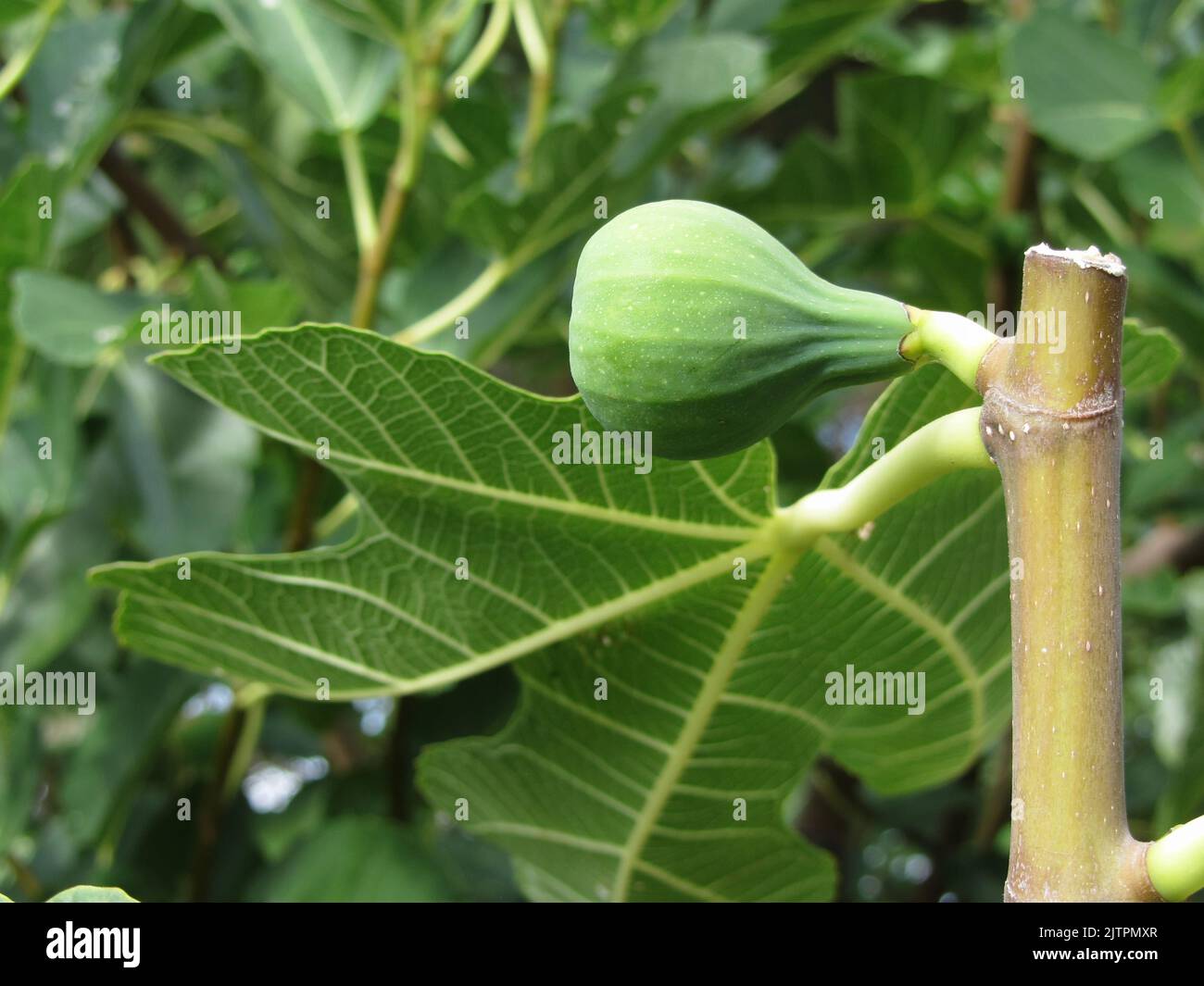 Fig tree bunch leaves fruit hi-res stock photography and images - Alamy
