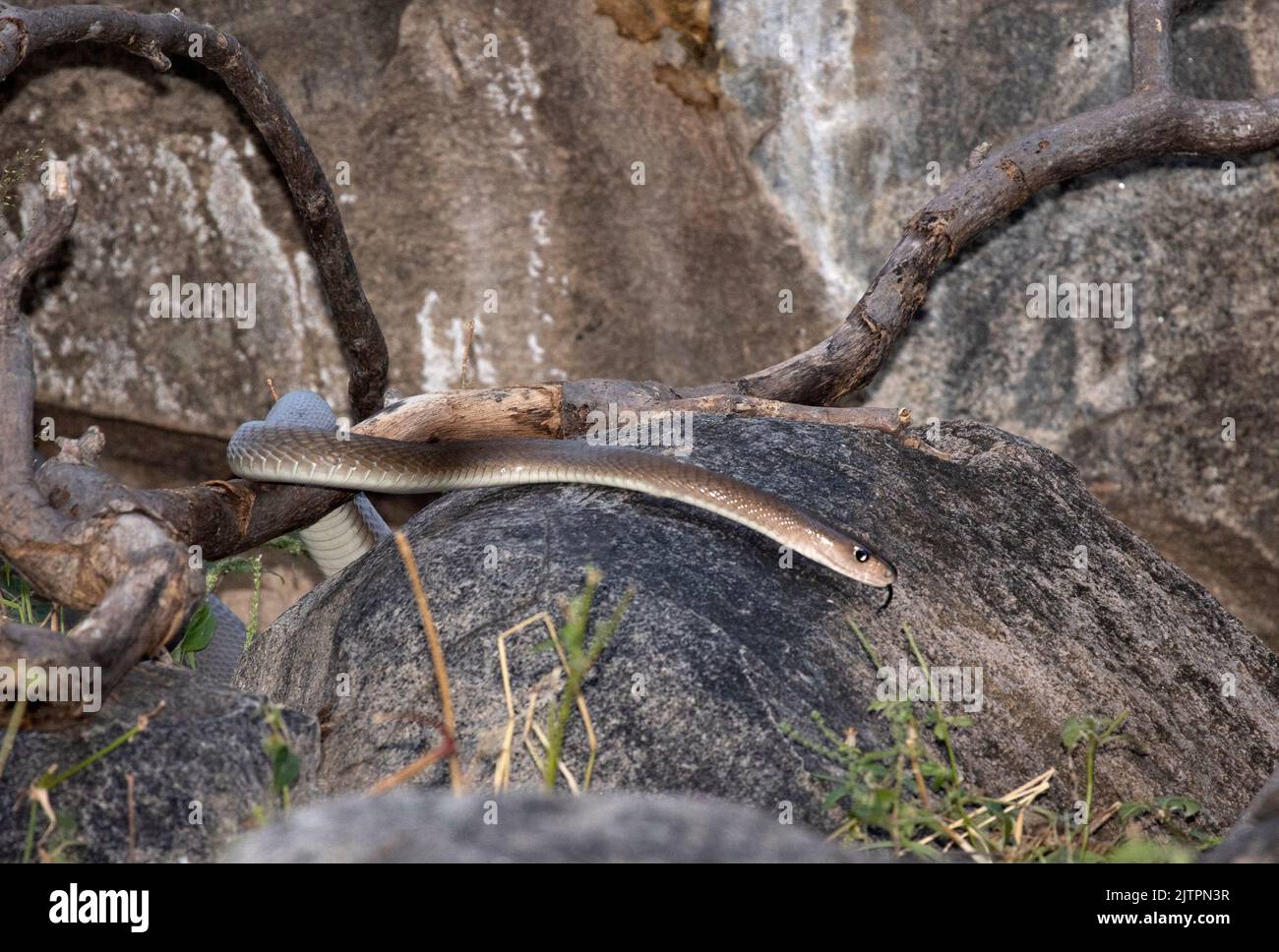 The Black Mamba is an active diurnal hunter of birds, mammals and other reptiles. Here one is searching for baby Hyrax in the koppie they use Stock Photo