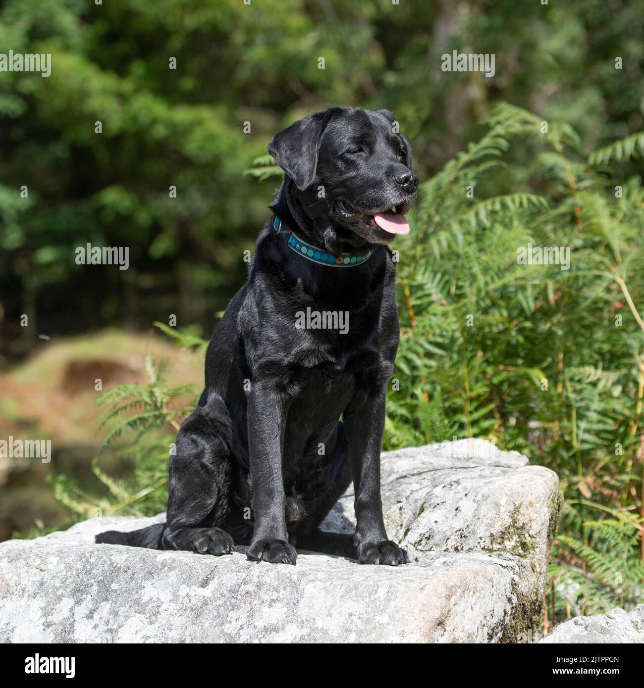 Black Labrador Retriever sitting on a rock Stock Photo