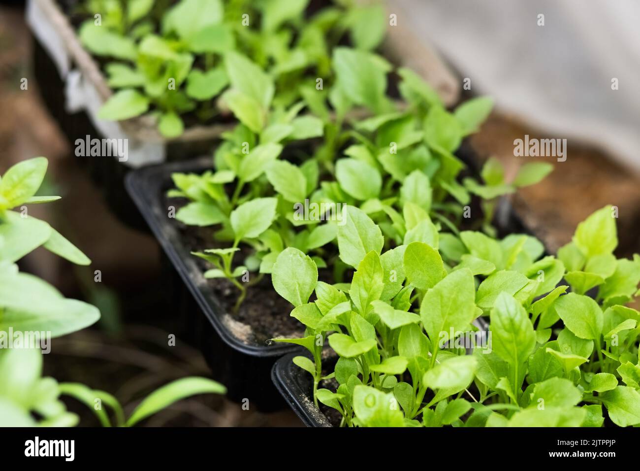 Spring seedlings of aster flowers in a box for planting on a flower bed Stock Photo
