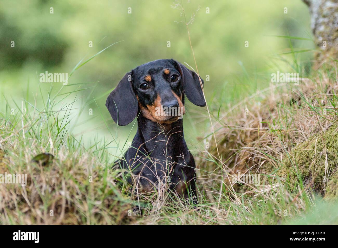 Miniature Smooth Haired Dachshund Stock Photo