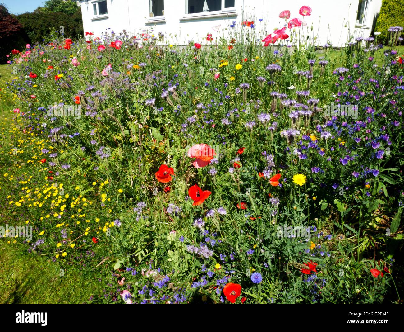 Pollinator patch in suburban garden. Stock Photo