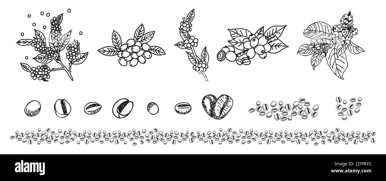 Coffee branches and beans sketch style. Line art design. Botanical