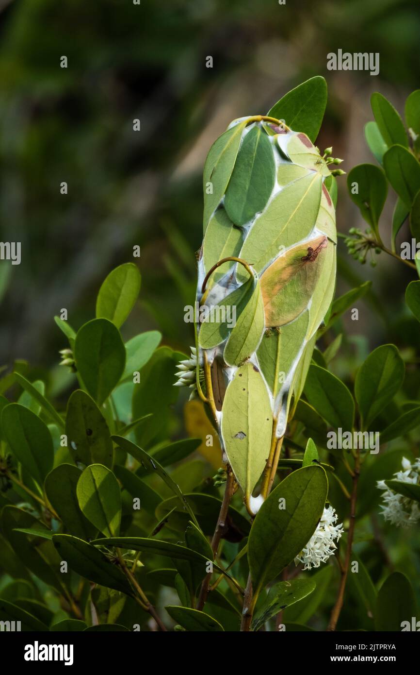 Green Tree Ants Nest in the foliage of a shrub in the Daintree Rainforest National Park, Queensland Stock Photo