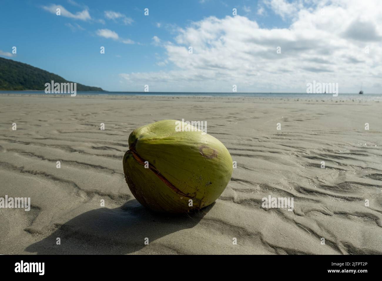 Split coconut on Cape Tribulation Beach looking out to sea. Daintree