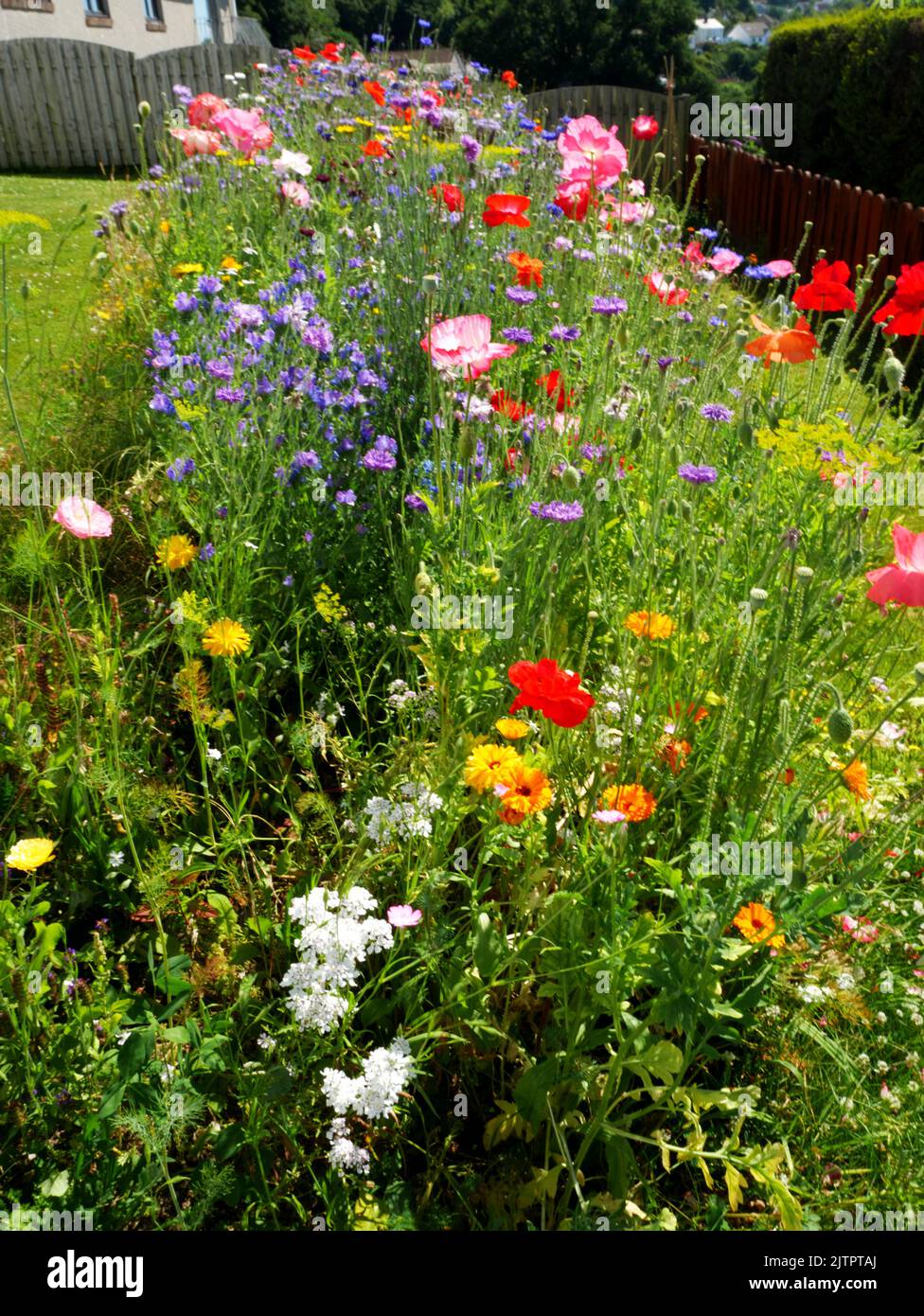 Pollinator patch in suburban garden. Stock Photo