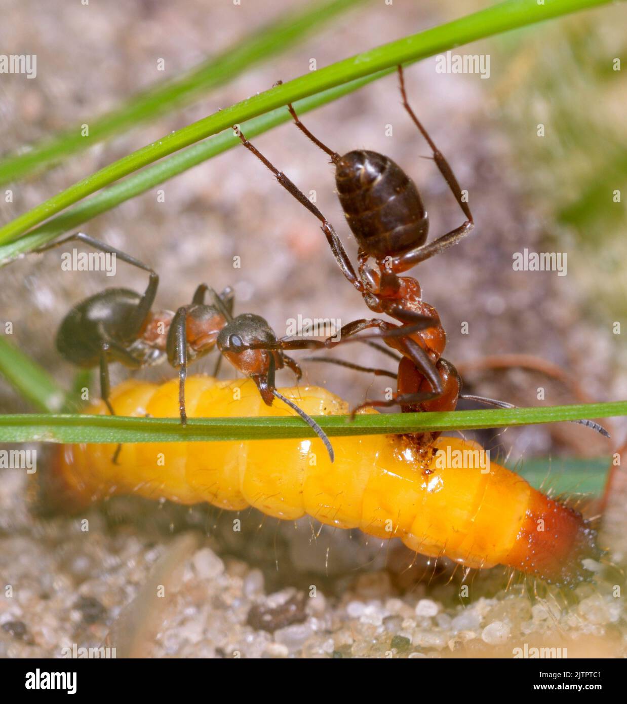 Red forest ants eating yellow caterpillar Stock Photo Alamy