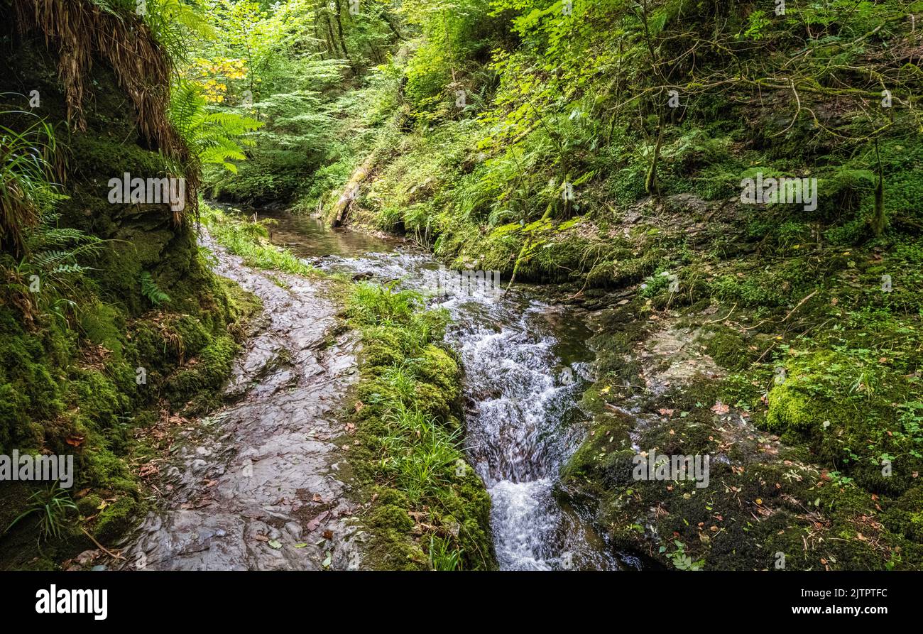 Footpath beside the River Lyd in Lydford Gorge, Lydford, Devon, UK. Stock Photo